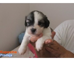 Coton de tulear - Fotografija 10/10