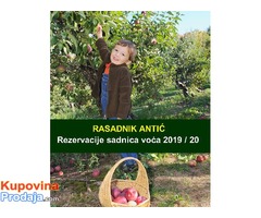 Rezervacije Sadnice voća - jesenja sadnja - Fotografija 1/3