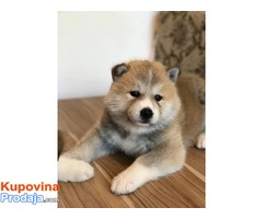 Akita inu, prelepa štenad - Fotografija 1/8