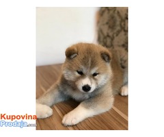 Akita inu, prelepa štenad - Fotografija 2/8