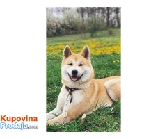 Akita inu, prelepa štenad - Fotografija 7/8