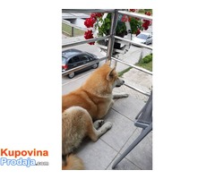 Akita inu, prelepa štenad - Fotografija 8/8