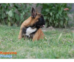 Francuski buldog, štenci šampionskog porekla - Fotografija 3/10