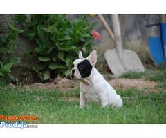 Francuski buldog, štenci šampionskog porekla - Fotografija 9/10
