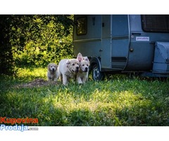 Zlatni retriver prelepi štenci - Fotografija 10/10