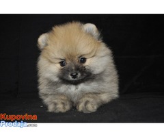 Pomeranac Boo / Pomeranski špic - Fotografija 2/8