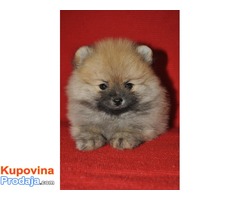 Pomeranac Boo / Pomeranski špic - Fotografija 4/8