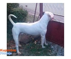 Dogo argentino - Fotografija 1/3