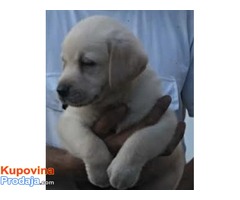Labrador  štenci vrhunskog kvaliteta - Fotografija 2/6