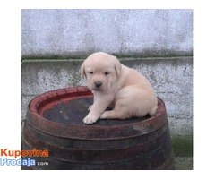 Labrador  štenci vrhunskog kvaliteta - Fotografija 3/6