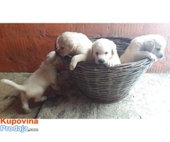 Labrador  štenci vrhunskog kvaliteta - Fotografija 4/6