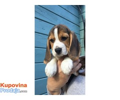 Prodaju se dva ljupka psića Beagle - Fotografija 1/3
