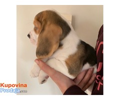 Prodaju se dva ljupka psića Beagle - Fotografija 2/3