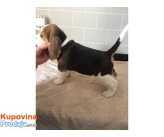 Prodaju se dva ljupka psića Beagle - Fotografija 3/3