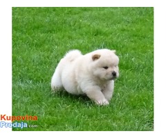 Dostupni štenad Chow Chow Chow spremni za prodaju - Fotografija 1/3