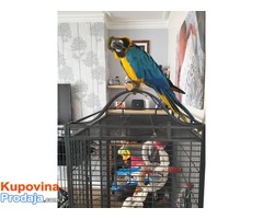 Silly Team Blue & Gold Macaw. - Fotografija 1/2