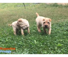 Šar pej (Shar pei) štenci - Fotografija 1/7