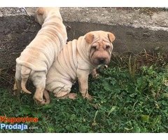 Šar pej (Shar pei) štenci - Fotografija 3/7