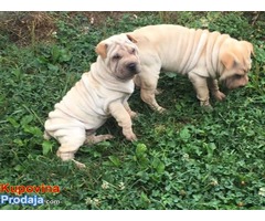 Šar pej (Shar pei) štenci - Fotografija 4/7