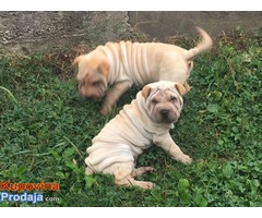 Šar pej (Shar pei) štenci - Fotografija 5/7