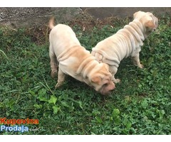 Šar pej (Shar pei) štenci - Fotografija 6/7