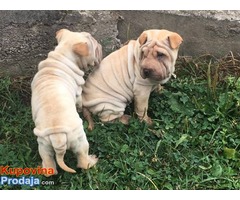 Šar pej (Shar pei) štenci - Fotografija 7/7