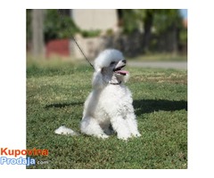 Stene Toy poodle - Fotografija 1/4