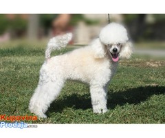 Stene Toy poodle - Fotografija 2/4