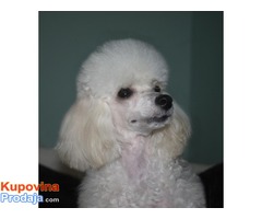 Stene Toy poodle - Fotografija 3/4