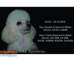 Stene Toy poodle - Fotografija 4/4