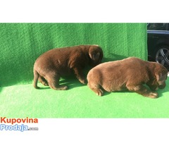 Labrador čokoladni štenci - Fotografija 5/7