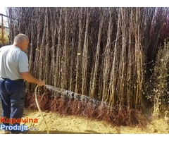 Voćne sadnice za jesenju sadnju sa garancijom prijema - Fotografija 7/10