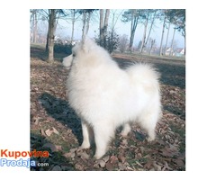 Samojed štenci - Fotografija 1/8