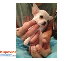Mini čivave "Princess Chihuahua " - Fotografija 2/7
