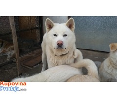 Akita inu štenci - Fotografija 4/10