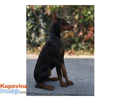 DOBERMAN MLAD PAS - Fotografija 2/3