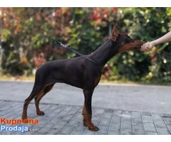 DOBERMAN MLAD PAS - Fotografija 3/3