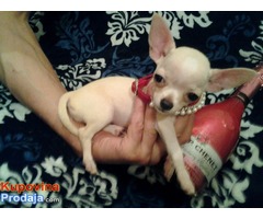 Mini čivave "Princess Chihuahua " - Fotografija 6/10