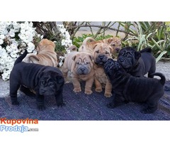 Shar Pei štenci - Fotografija 1/6