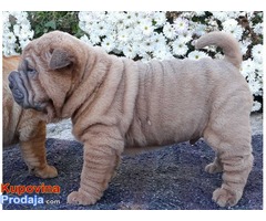 Shar Pei štenci - Fotografija 3/6