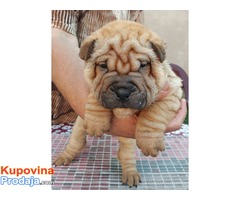 Shar Pei štenci - Fotografija 4/6