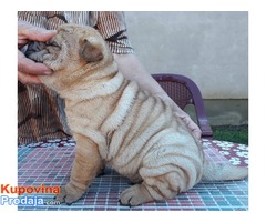 Shar Pei štenci - Fotografija 5/6