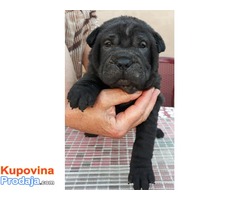 Shar Pei štenci - Fotografija 6/6