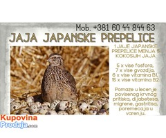 Jaja japanskih prepelica (oplodjena)