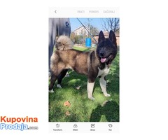 Amiricka Akita - Fotografija 1/6