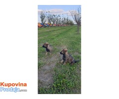 Gvozdeno sivi nemacki ovčar štenci - Fotografija 2/9