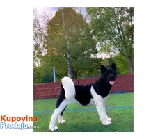 Američka Akita štenci - rezervacija - Fotografija 1/7