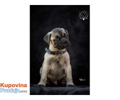 Odgajivačnica bullmastiff-a "Home of Guardians" - Fotografija 1/9