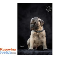 Odgajivačnica bullmastiff-a "Home of Guardians" - Fotografija 2/9