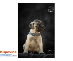 Odgajivačnica bullmastiff-a "Home of Guardians" - Fotografija 3/9